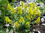 Genista humifusa