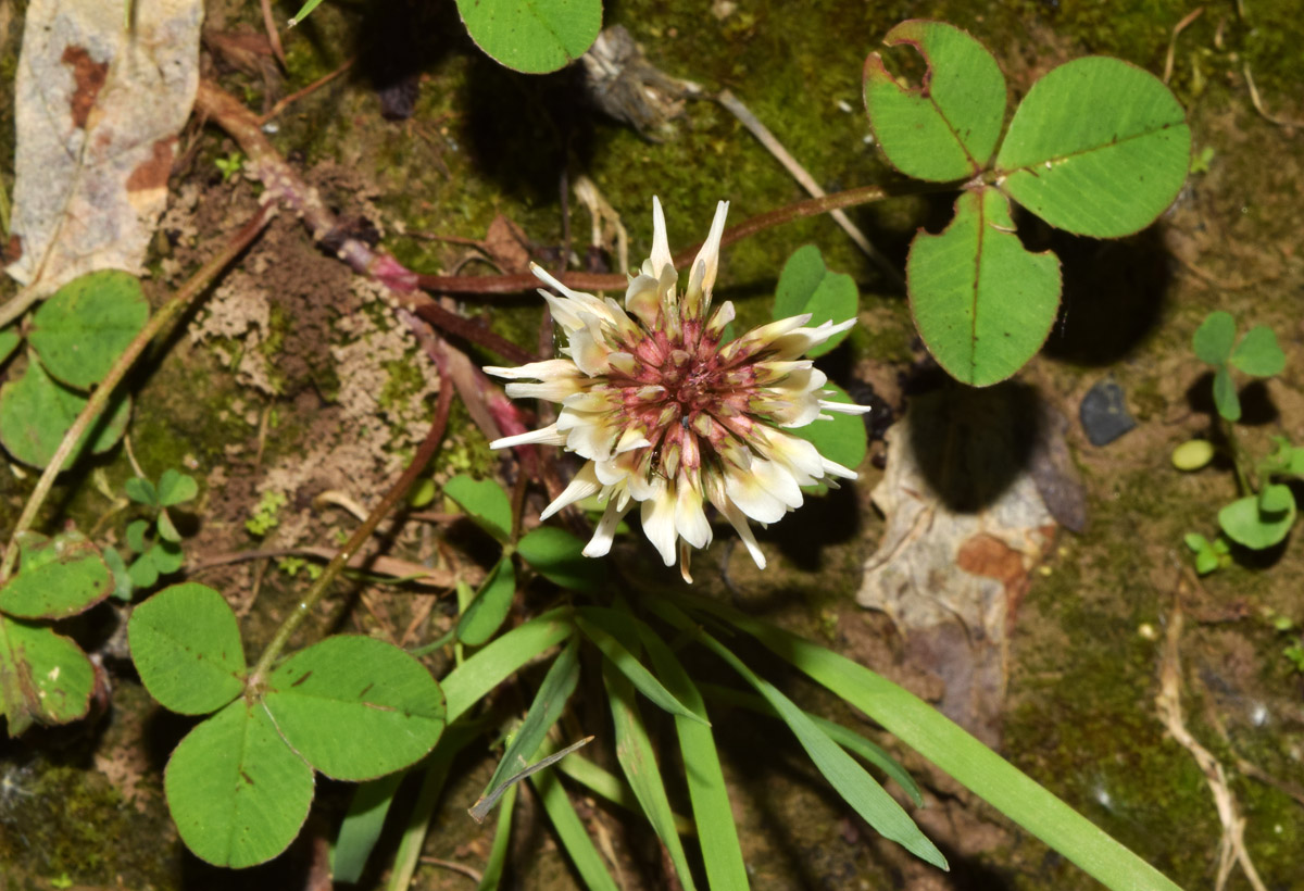 Image of genus Trifolium specimen.
