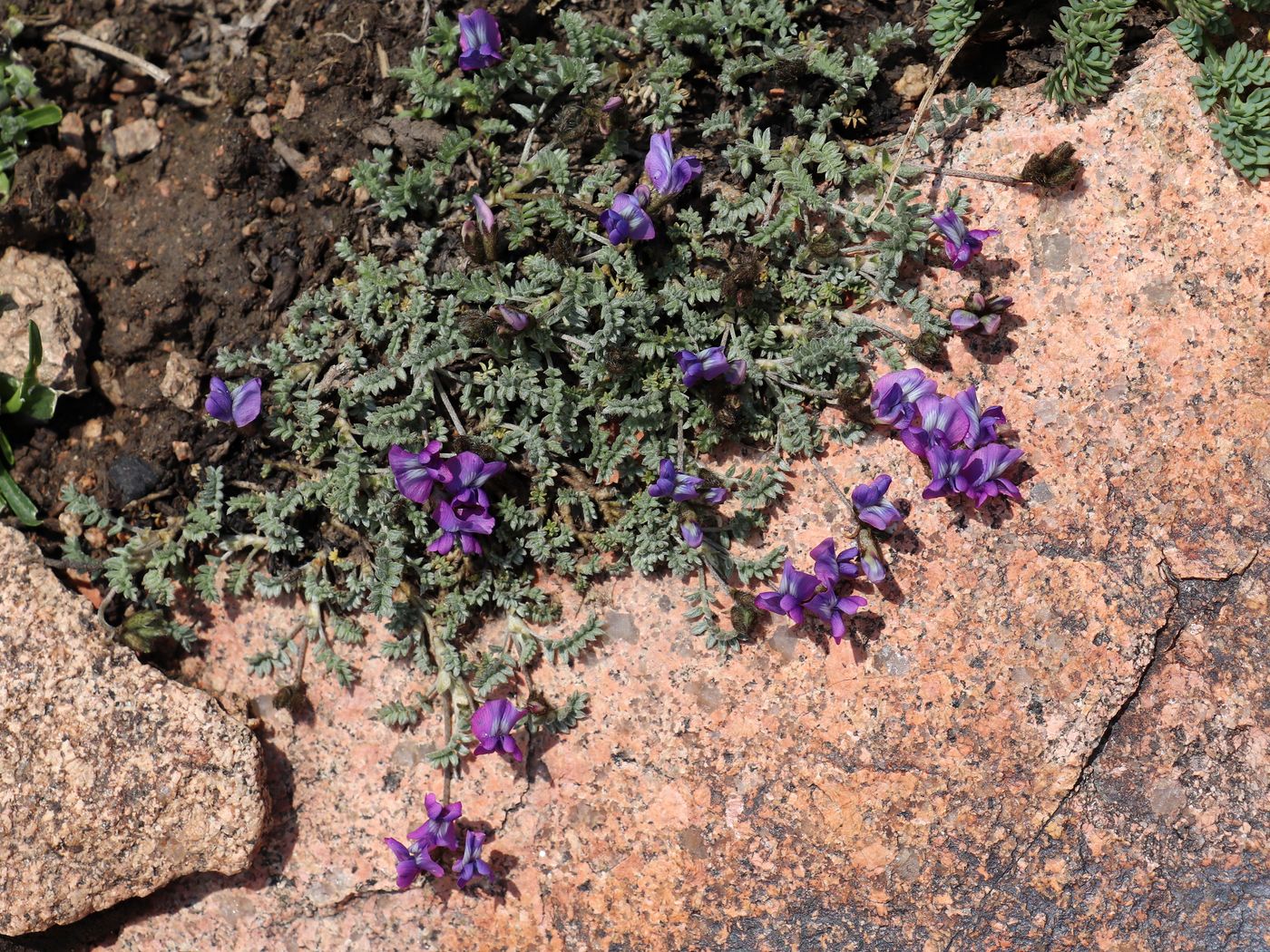 Image of Oxytropis trajectorum specimen.