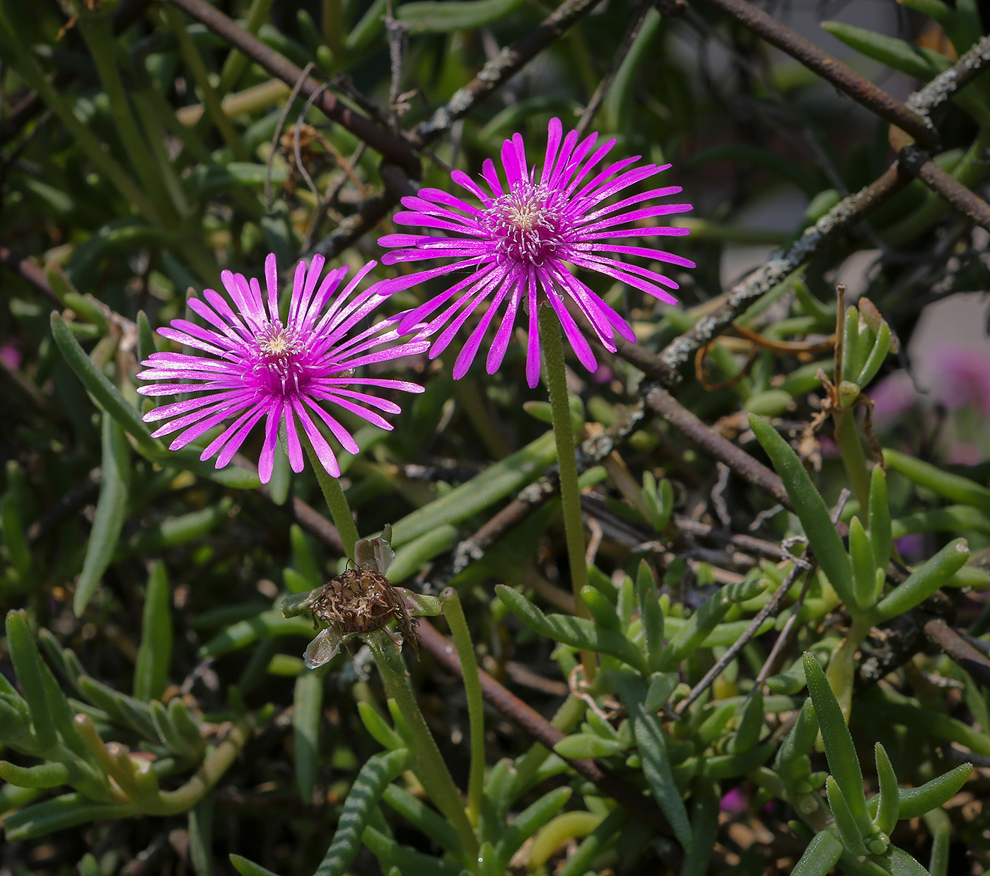 Image of Delosperma cooperi specimen.
