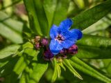 Aegonychon purpurocaeruleum. Верхушка побега с цветком и ризвивающимися бутонами. Крым, окр. г. Судак, с.-в. склон горы Перчем, обочина грунтовой дороги. 23.04.2025.