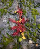 Aizopsis middendorfiana