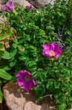 Rosa rugosa. Цветки и листья (слева - Euphorbia komaroviana). Приморский край, о-в Желтухина, камни у берега. 13.06.2016.