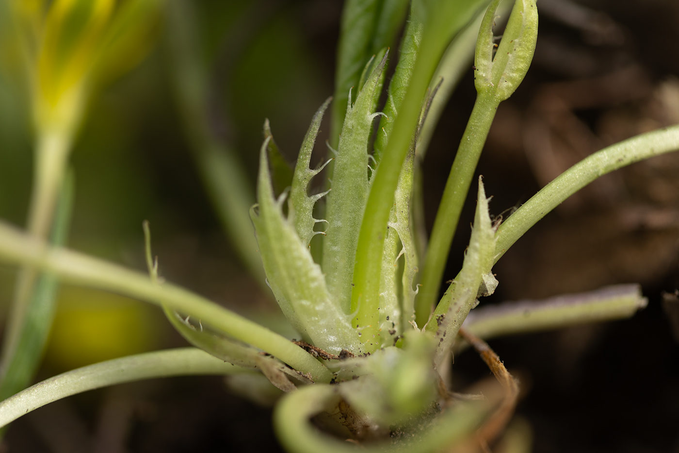 Image of Viola suavis specimen.