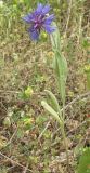 Centaurea cyanoides. Цветущее растение. Израиль, предгорья Иудеи, кипарисово-сосновый лес. 29.03.2008.