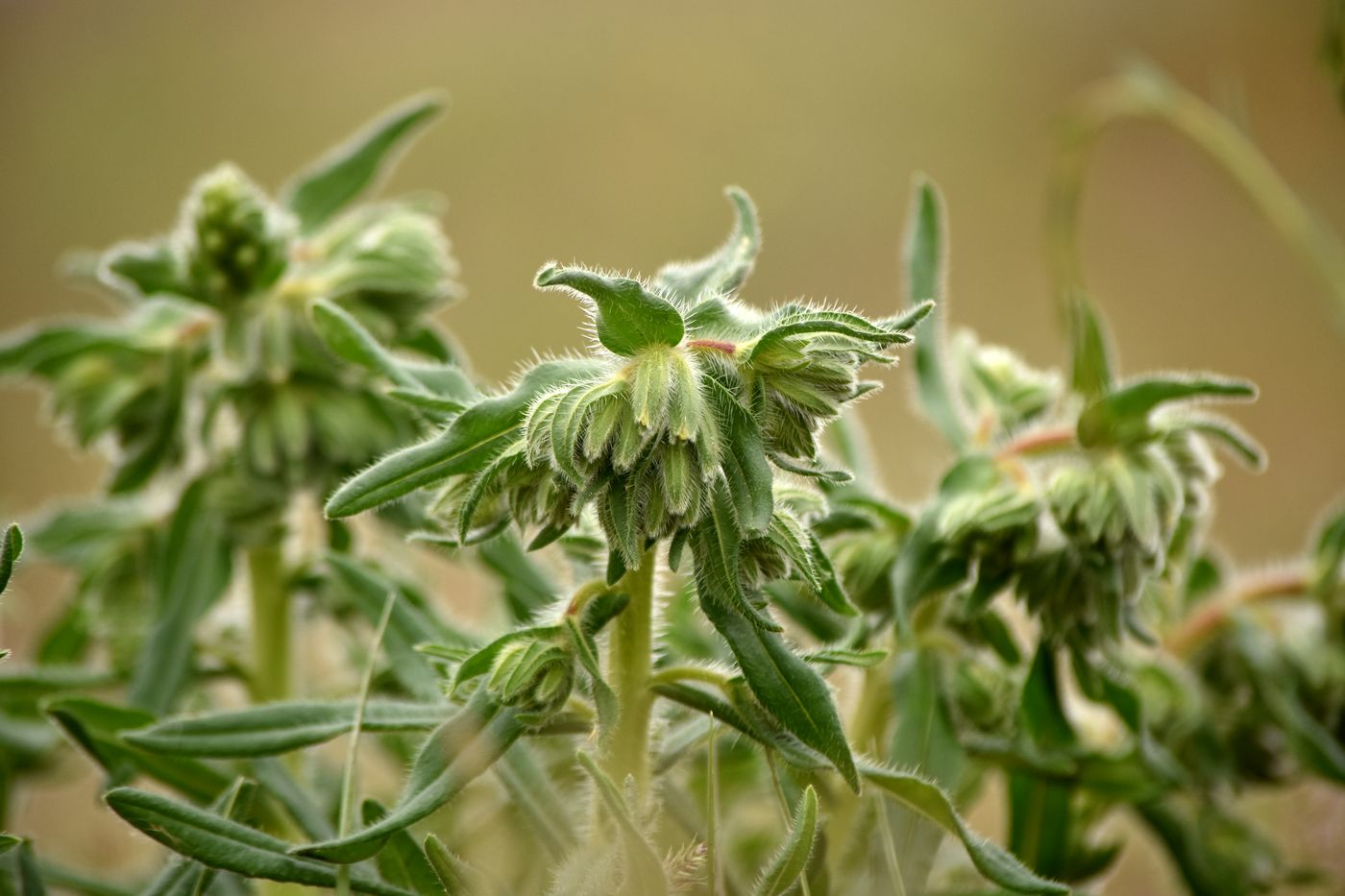 Image of Onosma setosa specimen.