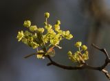 Acer platanoides. Ветвь с соцветием. Московская обл., ГО Мытищи, окр. пос. Пироговский, смешанный лес. 06.05.2026.