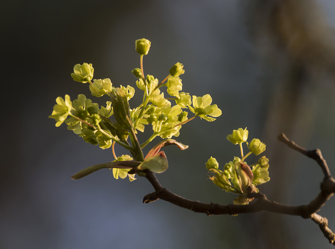 Изображение особи Acer platanoides.