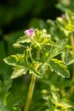 Geranium divaricatum. Верхушка цветущего растения. Ростовская обл., Красносулинский р-н, дол. р. Кундрючья, пойменные заросли. 17.05.2026.