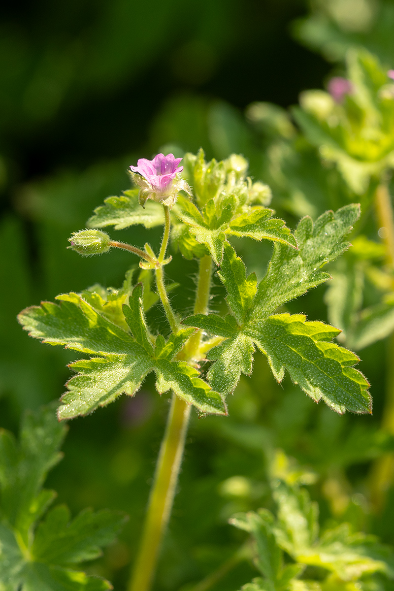 Image of Geranium divaricatum specimen.