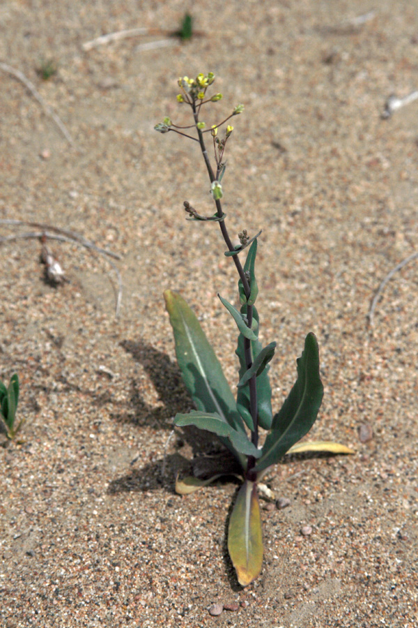 Image of Isatis violascens specimen.