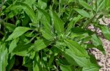 Rudbeckia hirta