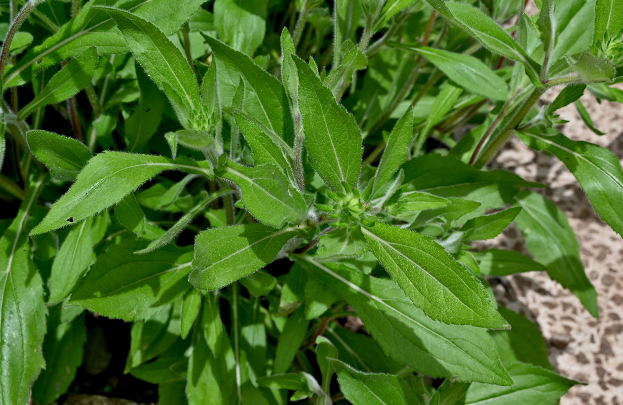 Изображение особи Rudbeckia hirta.