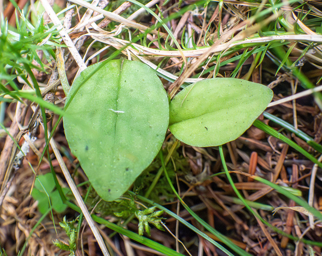 Image of Ephippianthus schmidtii specimen.