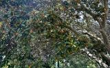 Ficus rubiginosa. Ветви плодоносящего дерева. Португалия, г. Лиссабон, в культуре. 04.08.2025.