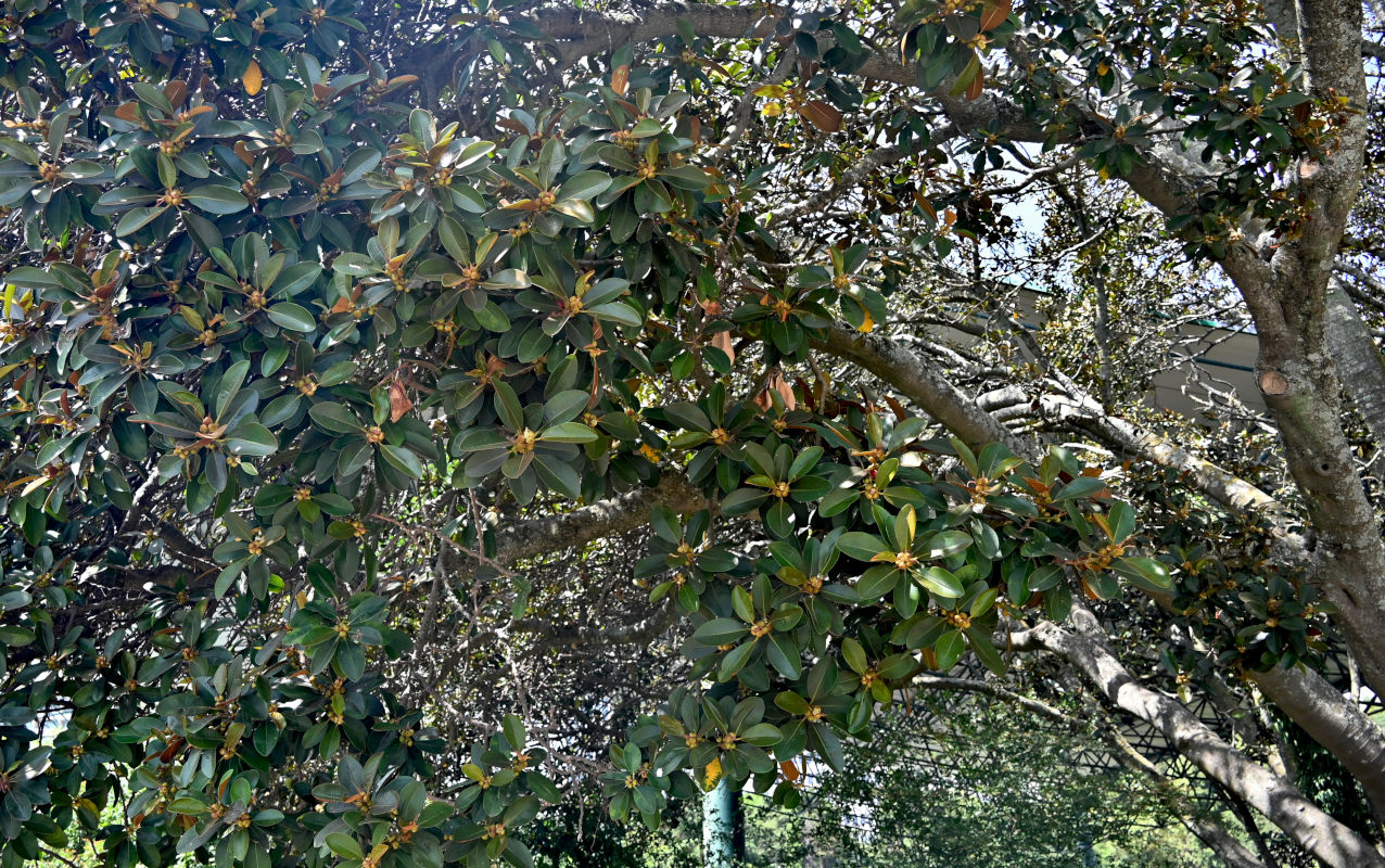 Изображение особи Ficus rubiginosa.