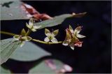 Philadelphus pubescens. Формирующиеся плоды. Московская обл., Раменский р-н, окр. дер. Хрипань, садовый участок. 10.07.2026.