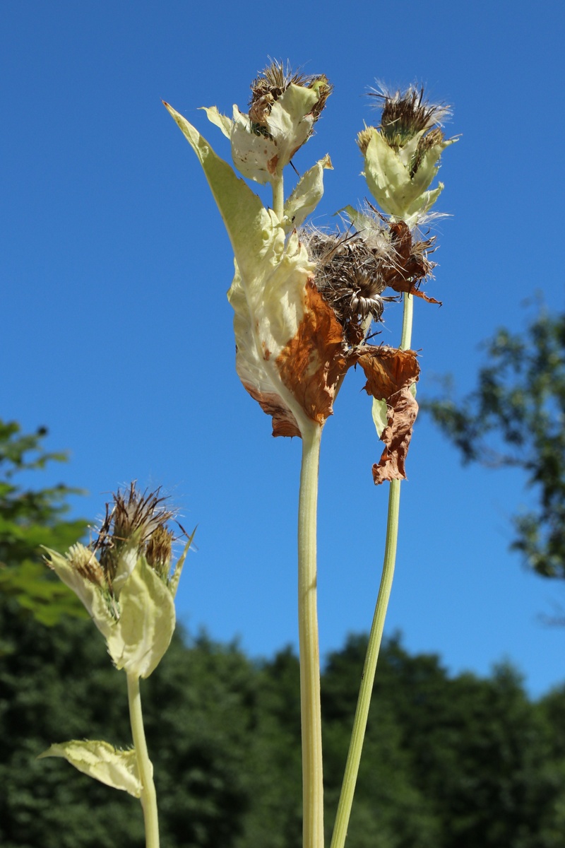 Image of Cirsium oleraceum specimen.