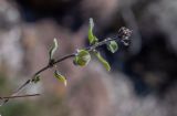 genus Thymus