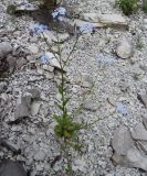 Myosotis lithospermifolia