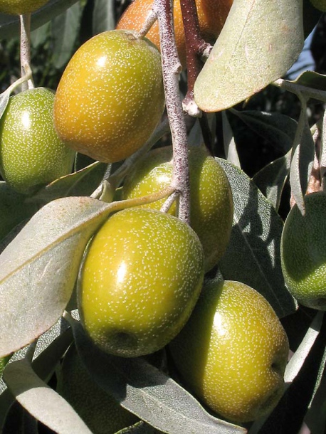 Image of Elaeagnus angustifolia specimen.