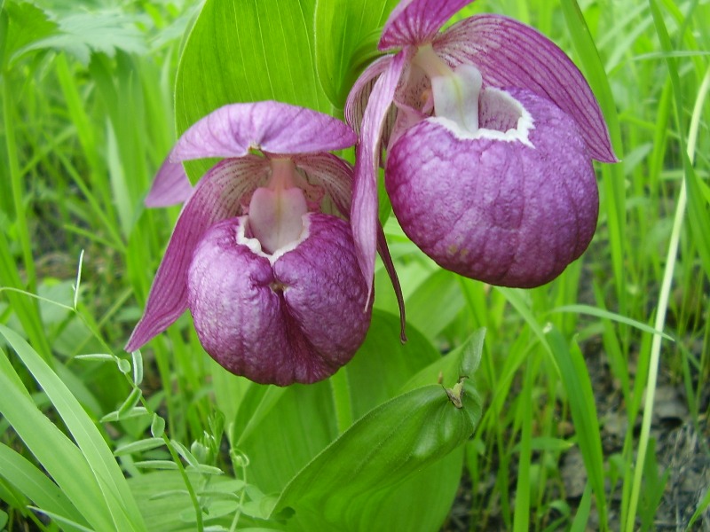Изображение особи Cypripedium macranthos.