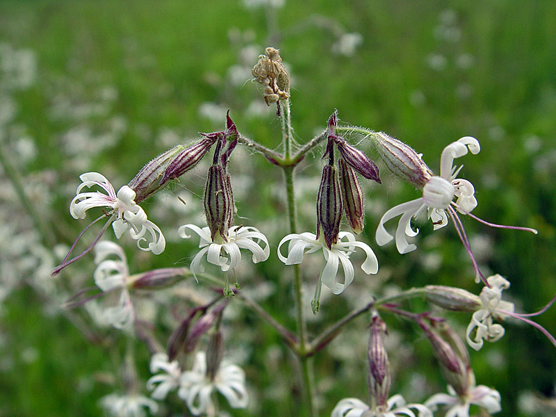 Изображение особи Silene nutans.