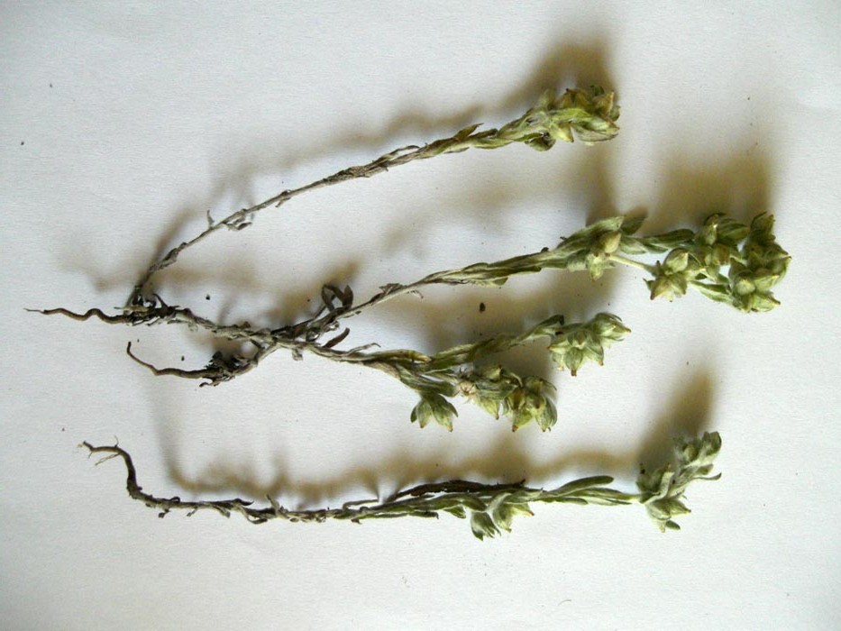 Image of Filago arvensis specimen.
