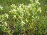 Onosma borysthenica. Цветущее растение. Украина, Николаевская обл., Кинбурнская коса. 19 июня 2011 г.