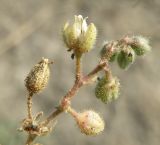 Spergularia marina