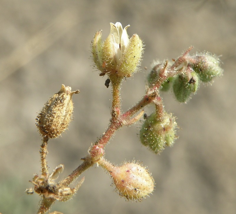 Image of Spergularia marina specimen.