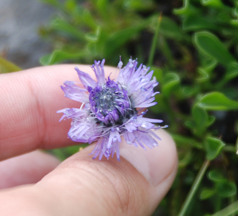 Изображение особи род Globularia.