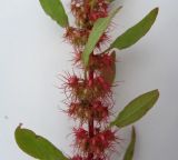 Rumex marschallianus