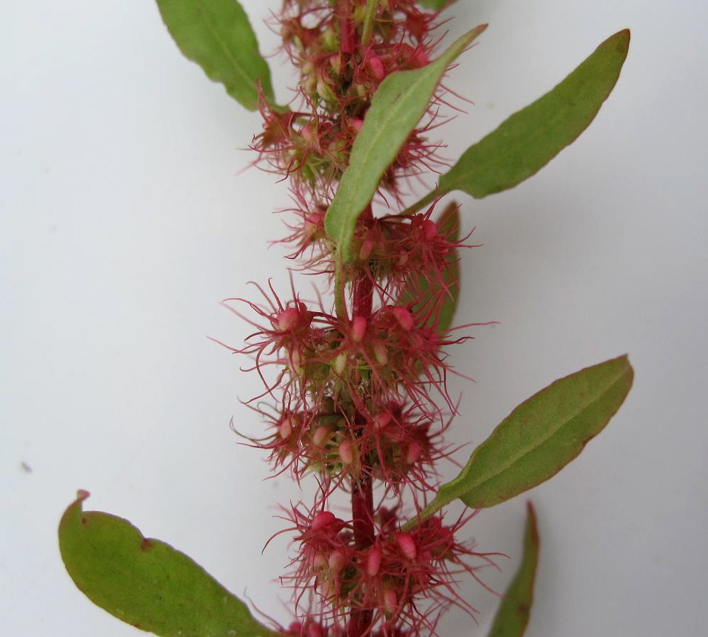 Изображение особи Rumex marschallianus.