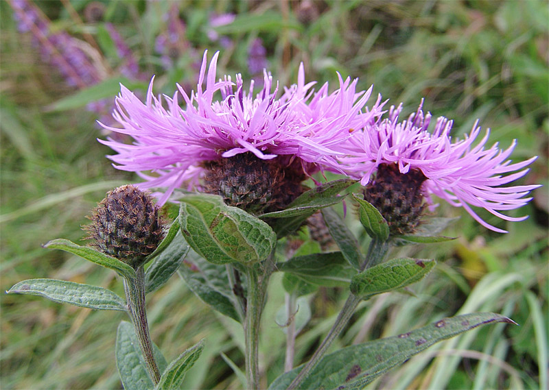 Image of Centaurea abbreviata specimen.