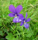 Viola declinata