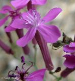 Silene lituanica