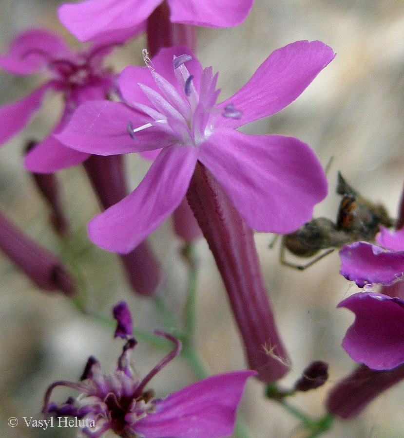 Изображение особи Silene lituanica.