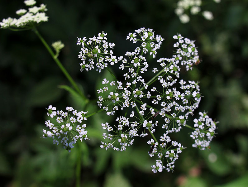 Изображение особи Chaerophyllum aromaticum.