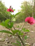 Lathyrus rotundifolius. Часть побега с соцветиями. Крым, Севастополь, Балаклавский р-н, Ласпи. 14 мая 2011 г.