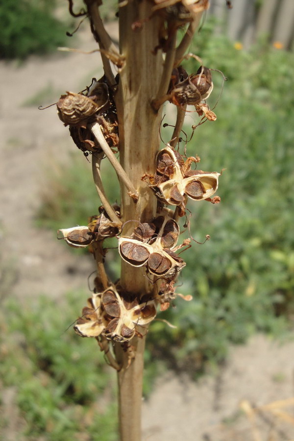 Image of Eremurus spectabilis specimen.