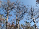 Pinus pallasiana
