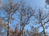 Pinus pallasiana. Верхушки деревьев, погибших в экстремальных условиях 2009 года. Крым, Симферополь, западный берег Симферопольского водохранилища, в посадках. 22 октября 2011 г.