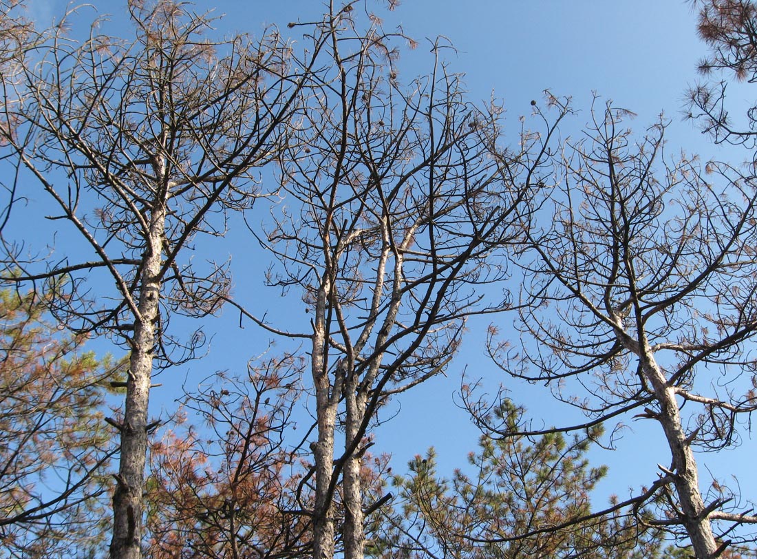 Изображение особи Pinus pallasiana.
