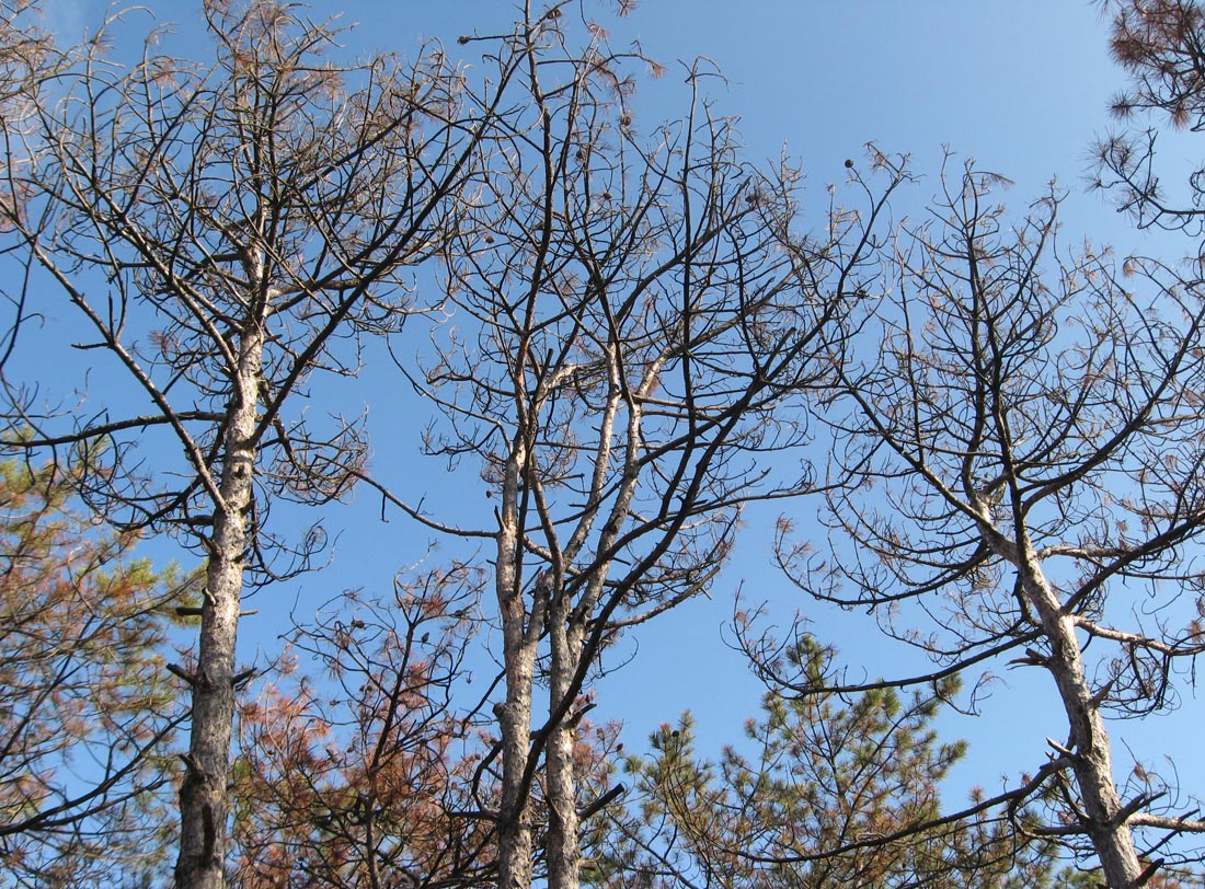 Изображение особи Pinus pallasiana.