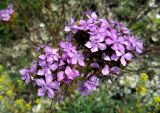 Dianthus pseudarmeria. Соцветия. Ростовская обл., Куйбышевский р-н, окр. с. Лысогорка, на меловом склоне. 17.07.2011.