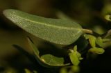 Atriplex micrantha. Лист. Крым, Севастополь, бухта Омега. 07.11.2011.