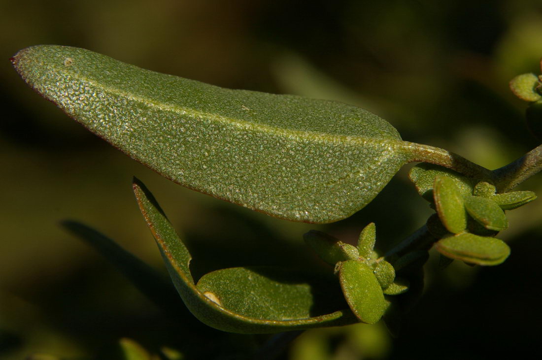 Изображение особи Atriplex micrantha.