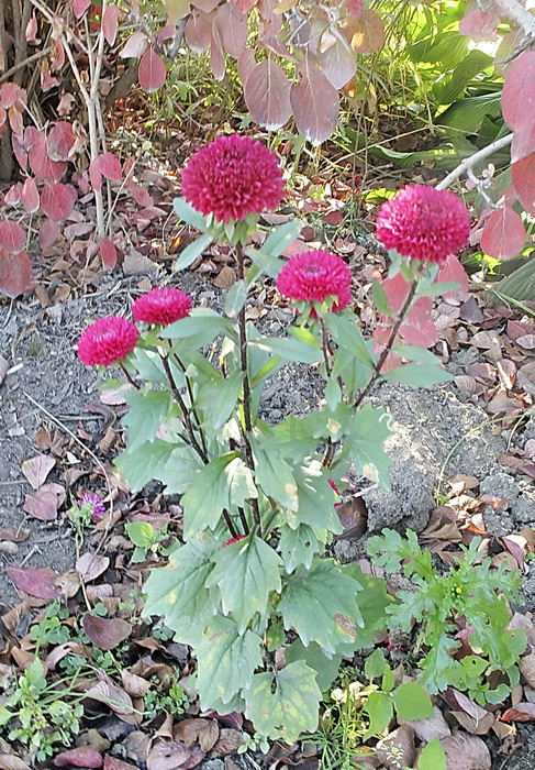 Изображение особи Callistephus chinensis.