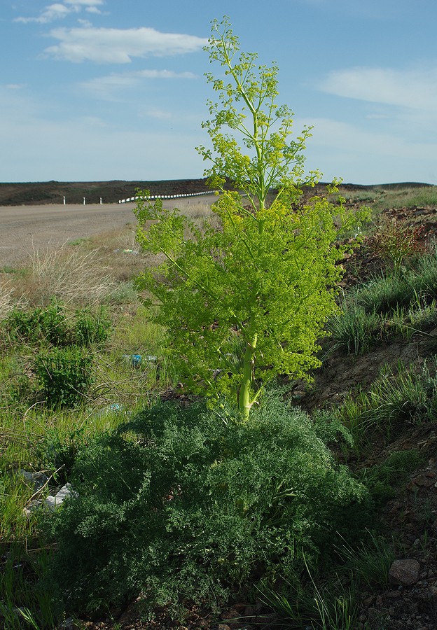 Image of Ferula paniculata specimen.